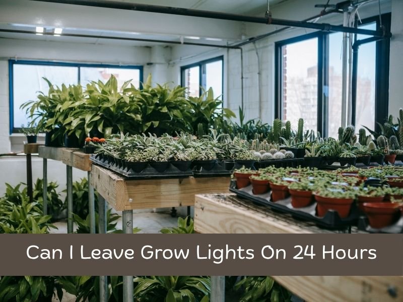 Can I Leave Grow Lights On 24 Hours