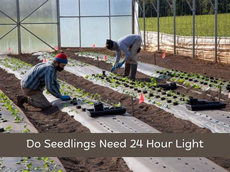 Do Seedlings Need 24 Hour Light