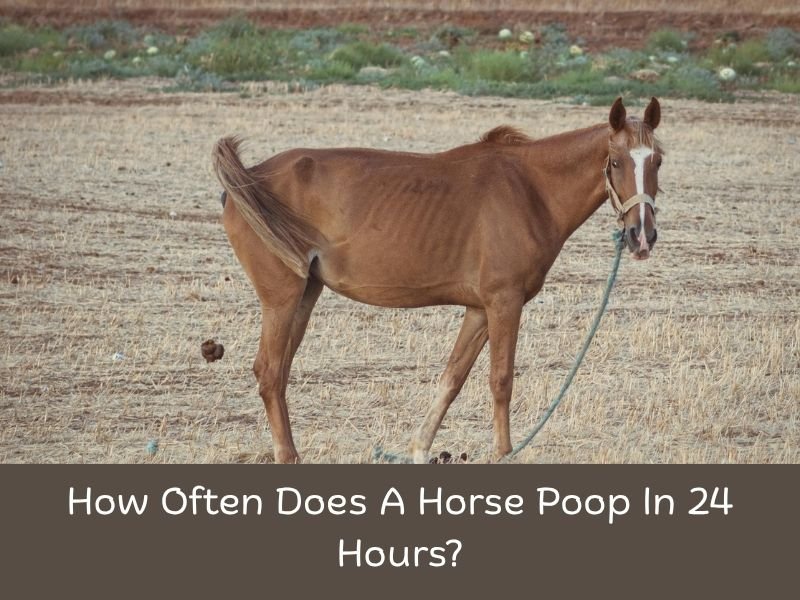How Often Does A Horse Poop In 24 Hours