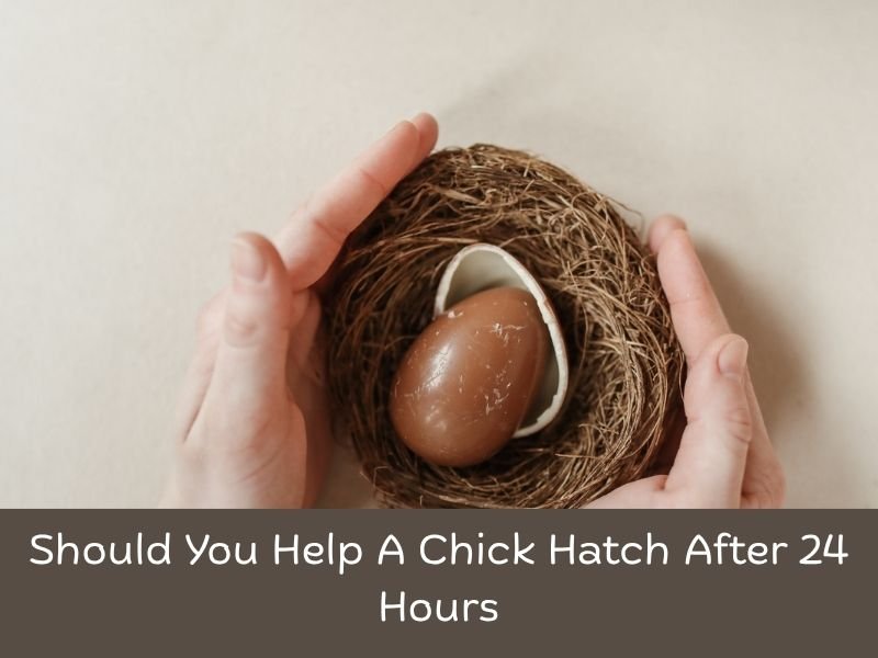Should You Help A Chick Hatch After 24 Hours